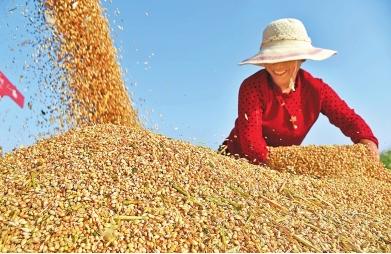 我國糧食人均多少斤我國糧食人均多少斤，深度解析與洞察