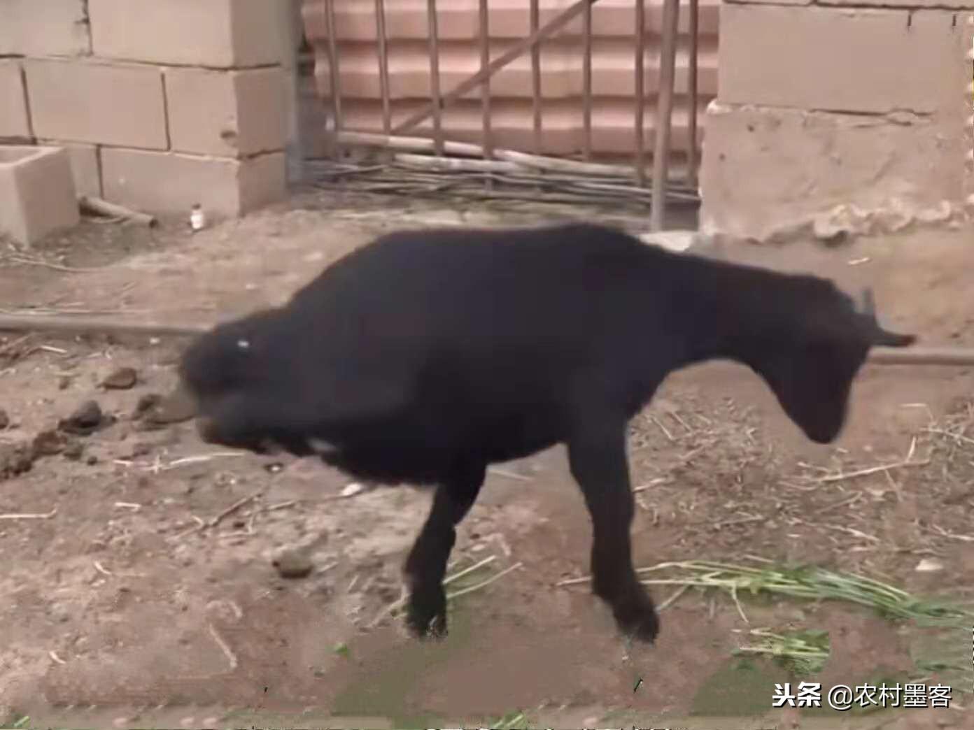 慢慢長(zhǎng)大的小羊 一天一天更堅(jiān)強(qiáng)慢慢長(zhǎng)大的小羊，一天一天更堅(jiān)強(qiáng)