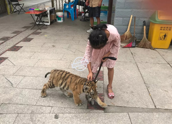 合肥辟謠女童被小老虎咬傷合肥辟謠女童被小老虎咬傷事件，真相揭曉，警惕網(wǎng)絡(luò)謠言傳播