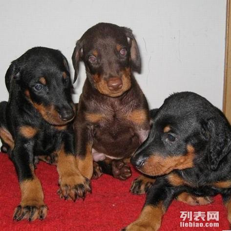 西貝犬業(yè)西貝犬業(yè)，探尋優(yōu)秀犬業(yè)品牌的魅力之旅