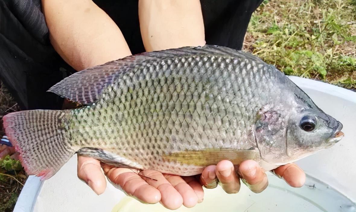 新突破！中國科學(xué)家破解世紀(jì)難題是的，中國科學(xué)家在科研領(lǐng)域取得了重大突破，破解了一些被認(rèn)為是世紀(jì)難題的問題。