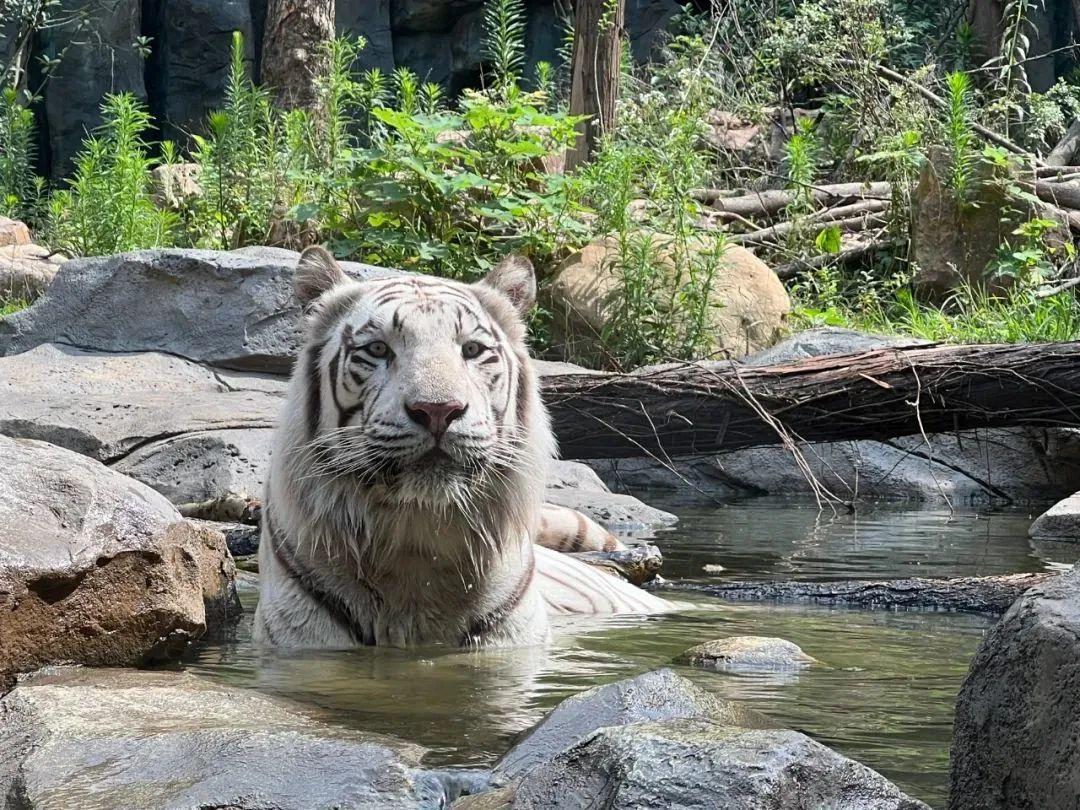紅山動物園門票漲價紅山動物園門票漲價背后的故事與考量