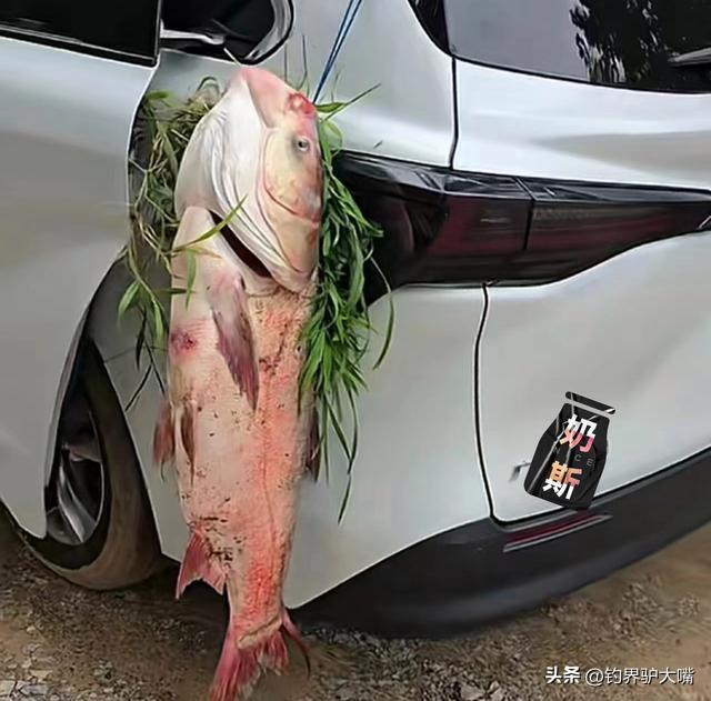 男子釣上53斤大魚綁在后備箱上嘚瑟據(jù)報(bào)道，一名男子釣到了一條重達(dá)53斤的大魚，他選擇將其綁在后備箱上展示給他人看，并表現(xiàn)出非常興奮和自豪的情緒。這種行為在某種程度上是可以理解的，畢竟釣到大魚是一種非常有成就感的體驗(yàn)，人們往往會(huì)感到興奮和自豪。