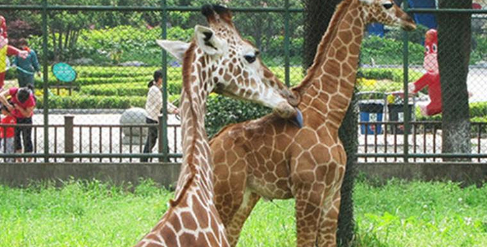 紅山動物園門票漲價關(guān)于紅山動物園門票漲價的探討