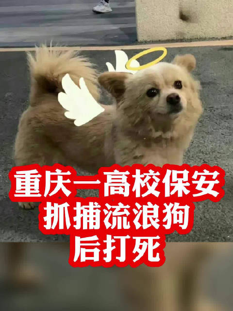 學(xué)校保安打死校園流浪狗？校長(zhǎng)回應(yīng)學(xué)校保安打死校園流浪狗事件引發(fā)關(guān)注，校長(zhǎng)回應(yīng)引發(fā)深思