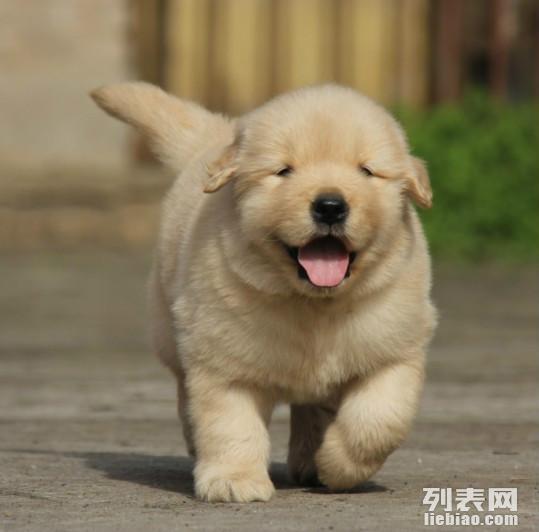 西貝狗是什么品種揭秘西貝狗所屬品種，深入了解這一獨特犬種的特征與魅力