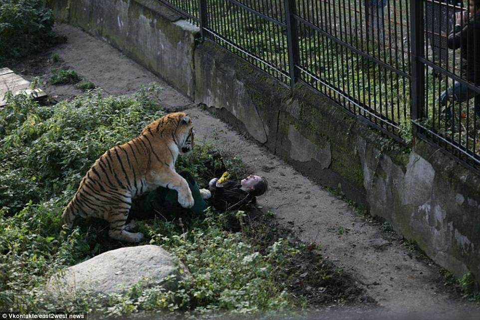 合肥動物園老虎咬傷女童？不實合肥動物園老虎咬傷女童事件真相揭曉，不實傳聞引發(fā)社會關(guān)注