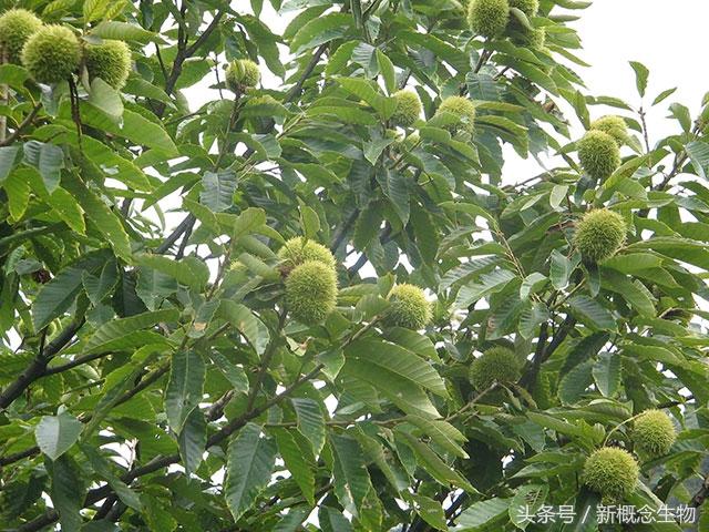 中國科學(xué)家開發(fā)出首例氫負(fù)離子電池中國科學(xué)家成功開發(fā)出首例氫負(fù)離子電池，開啟新能源時(shí)代的新篇章