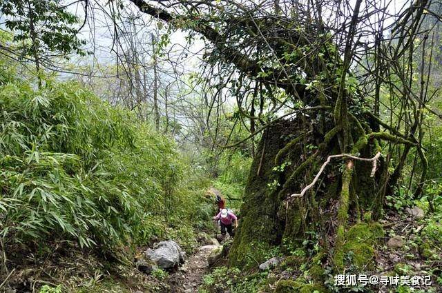 四川一男子在林中發(fā)現(xiàn)“劍陣”四川一男子在林中發(fā)現(xiàn)劍陣，這一事件引起了廣泛關(guān)注。據(jù)相關(guān)報道，這位男子在林木間游玩時意外發(fā)現(xiàn)了這些刀劍，它們被埋藏在地里，數(shù)量眾多，形成了一種奇特的劍陣。