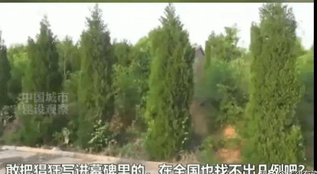 公職人員被指在他人耕地修墳公職人員被指在他人耕地修墳，事件背后的真相與公眾關(guān)切