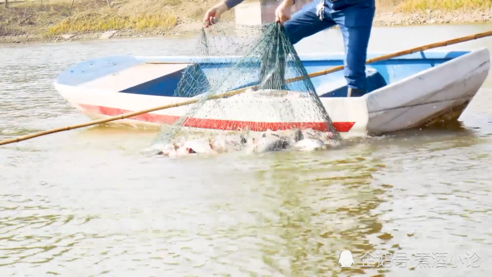 四川一高校撈5000斤魚給教職工當年貨四川某高校撈獲五千斤魚，教職工共享豐盛年貨