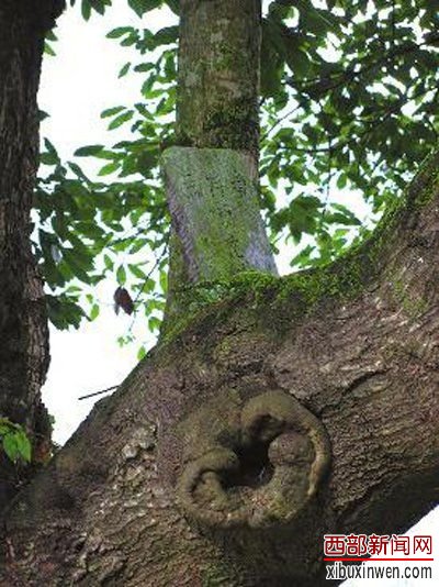 四川一男子在林中發(fā)現(xiàn)“劍陣”四川一男子在林中發(fā)現(xiàn)劍陣，這一事件引起了廣泛關(guān)注。據(jù)相關(guān)報道，這位男子在林木間游玩時意外發(fā)現(xiàn)了這些刀劍，它們被埋藏在地里，數(shù)量眾多，形成了一種奇特的劍陣。