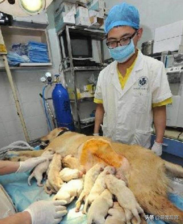 剖腹取出嬰兒的電影電影中的剖腹取出嬰兒場景，深度解析與探索