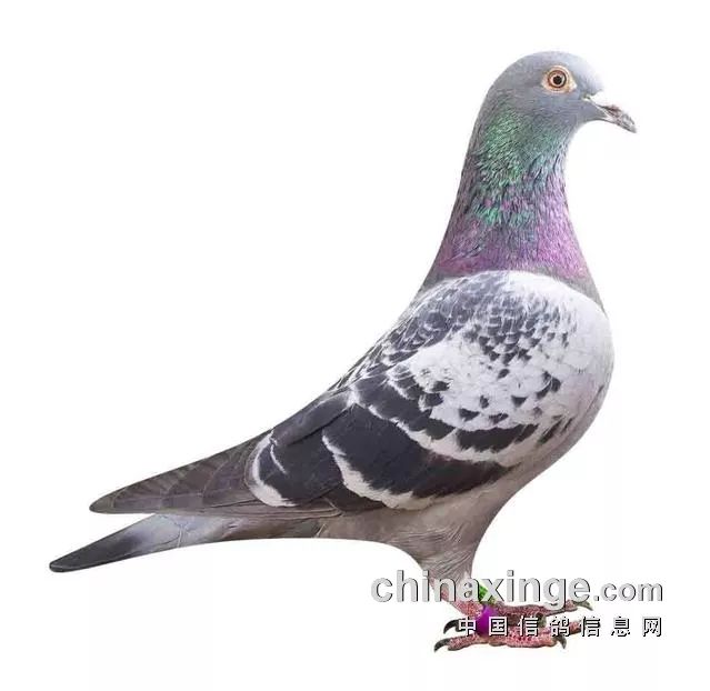大量鴿子發(fā)抖吐白沫大量鴿子出現(xiàn)異常反應(yīng)，發(fā)抖吐白沫的背后真相揭秘