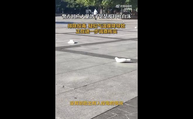 大量鴿子發(fā)抖吐白沫大量鴿子出現(xiàn)發(fā)抖和吐白沫的癥狀，可能是多種原因?qū)е碌慕】祮栴}。以下是一些可能的原因和應(yīng)對方法
