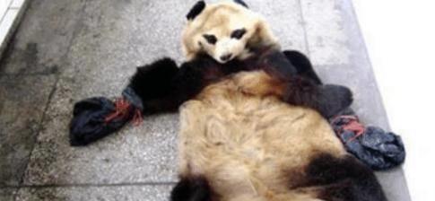 有人賣熊貓嗎關(guān)于有人賣熊貓嗎的探討與解析