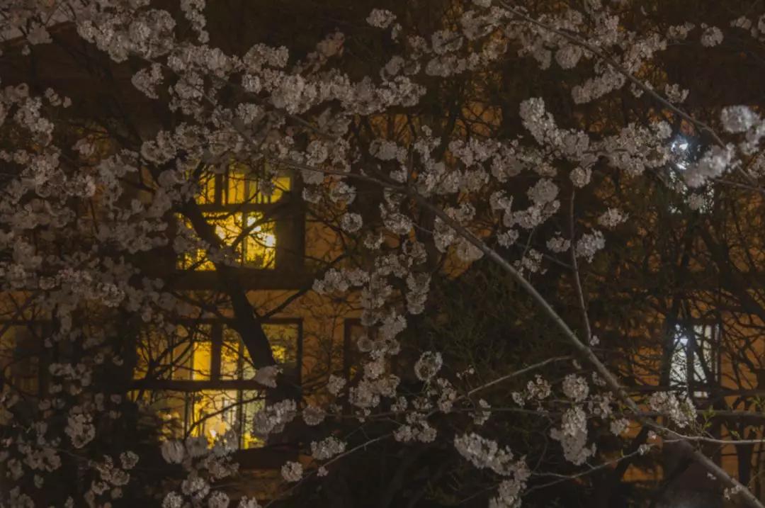 喜馬拉雅山脈煙花秀引質(zhì)疑 當(dāng)?shù)鼗貞?yīng)喜馬拉雅山脈上演煙花秀引發(fā)質(zhì)疑，當(dāng)?shù)鼗貞?yīng)背后的真相揭曉