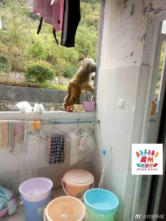 猴子下山“造訪”貴州大學(xué)一宿舍猴子下山造訪貴州大學(xué)某宿舍，一次意外的生態(tài)互動