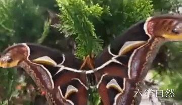 景區(qū)“巨型蛇頭”已被覆蓋景區(qū)神秘巨型蛇頭被神秘覆蓋，背后隱藏了什么？揭秘真相！