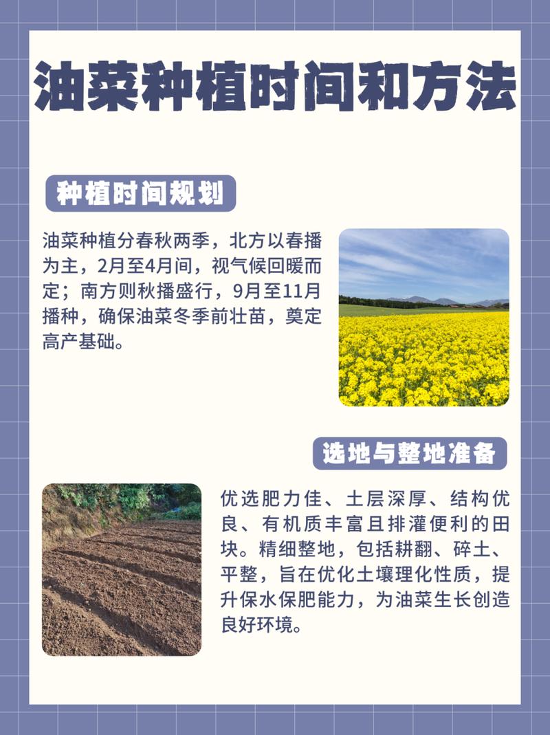 澳大利亞油菜籽播種時間澳大利亞油菜籽播種時間解析